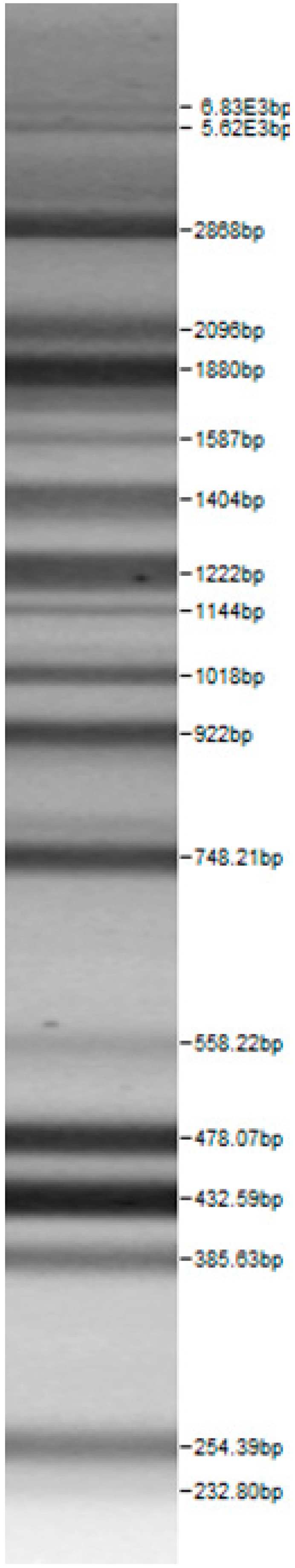 graphic file with name microorganisms-08-00064-i011.jpg