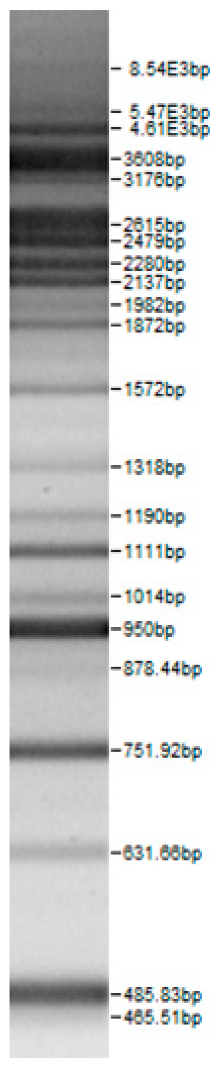 graphic file with name microorganisms-08-00064-i003.jpg