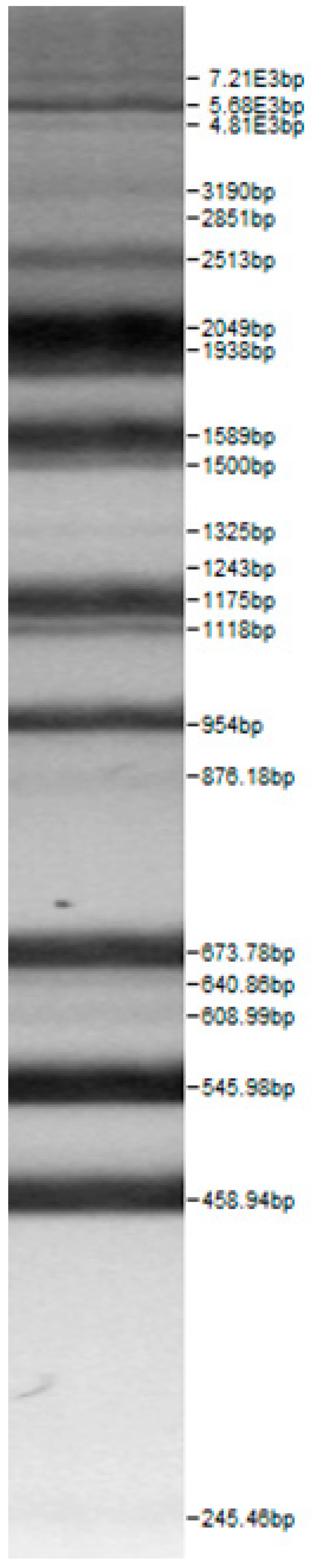 graphic file with name microorganisms-08-00064-i008.jpg