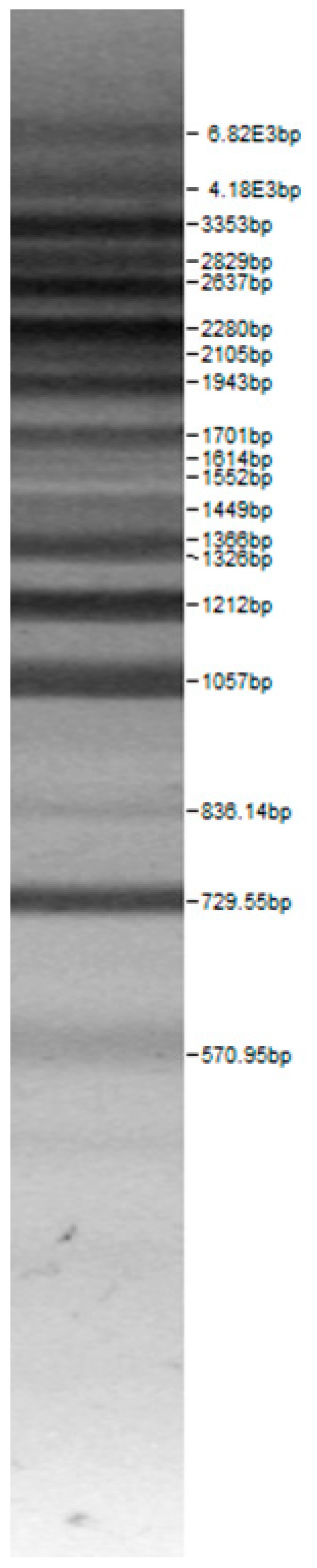 graphic file with name microorganisms-08-00064-i006.jpg