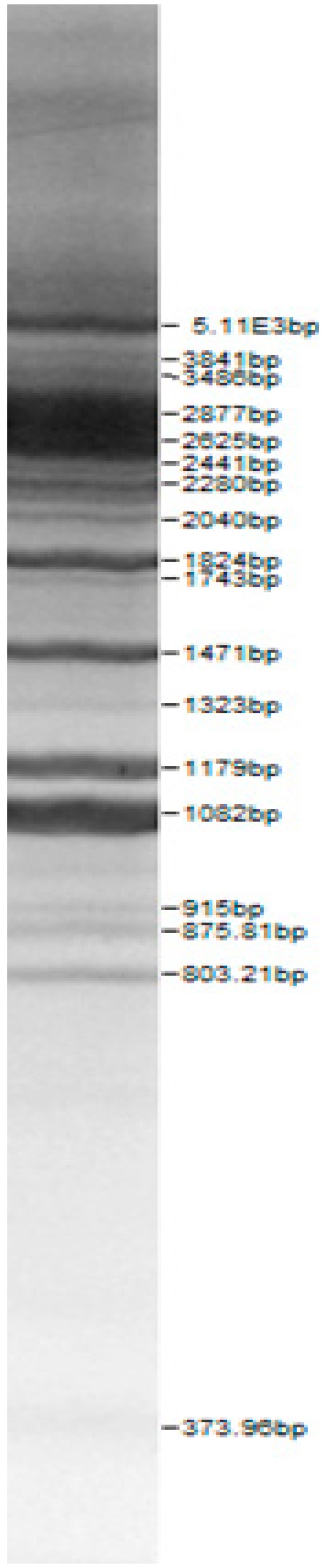 graphic file with name microorganisms-08-00064-i009.jpg