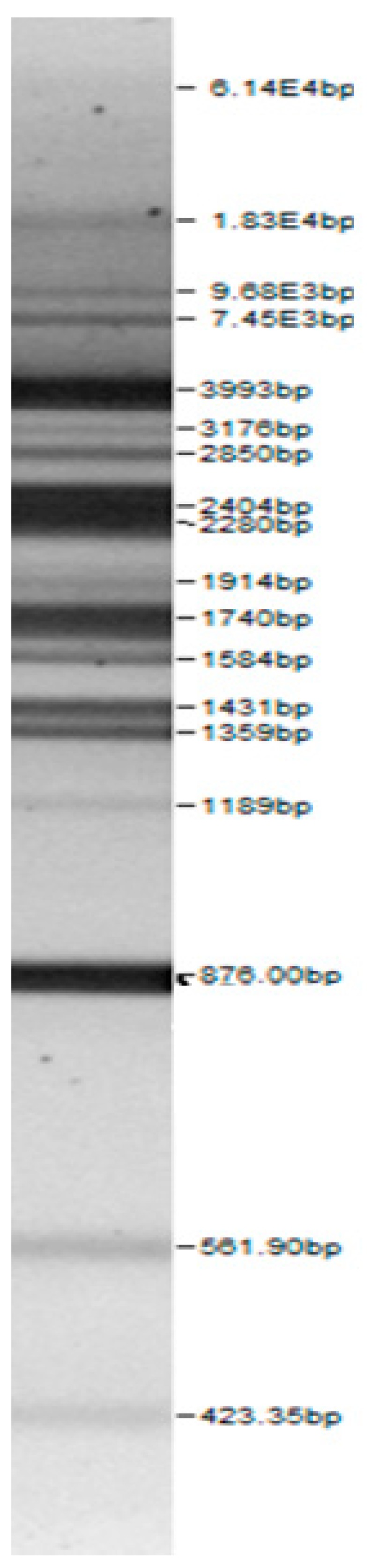 graphic file with name microorganisms-08-00064-i005.jpg