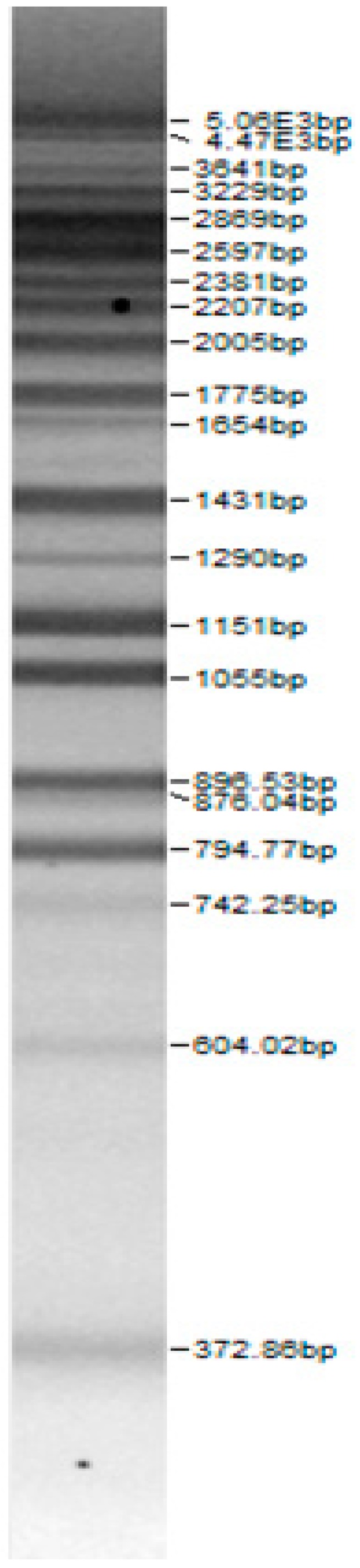 graphic file with name microorganisms-08-00064-i007.jpg