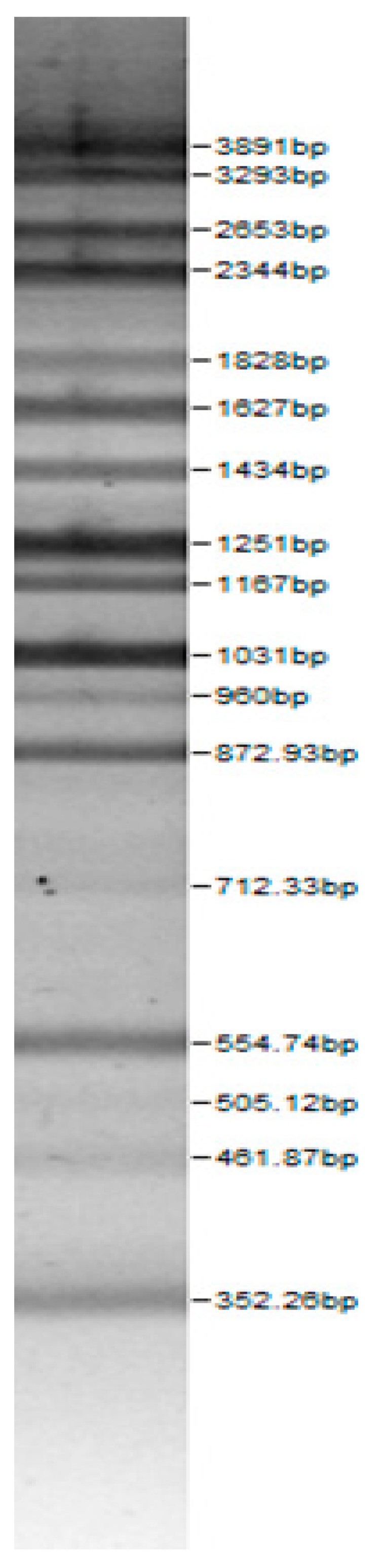 graphic file with name microorganisms-08-00064-i004.jpg