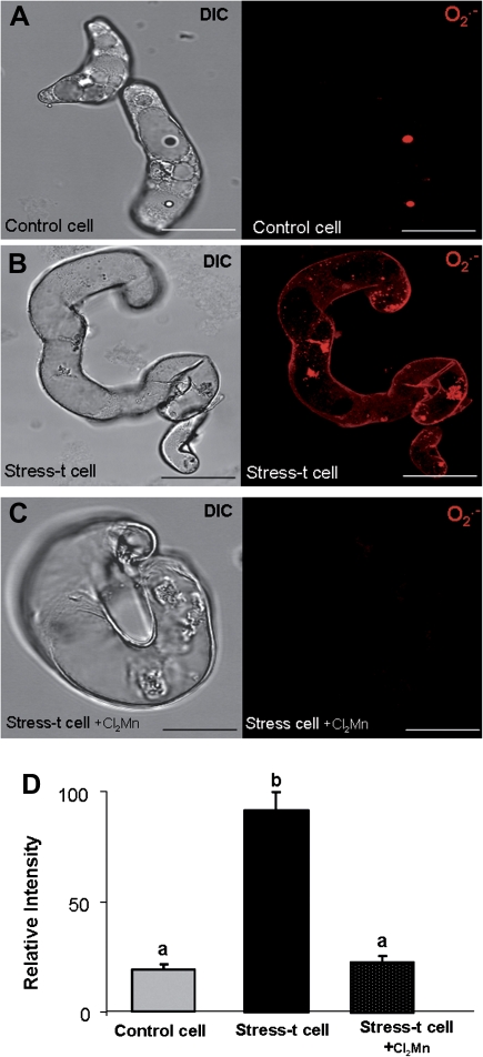 Fig. 12.