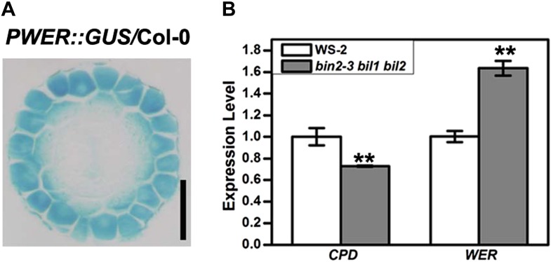 Figure 8—figure supplement 1.