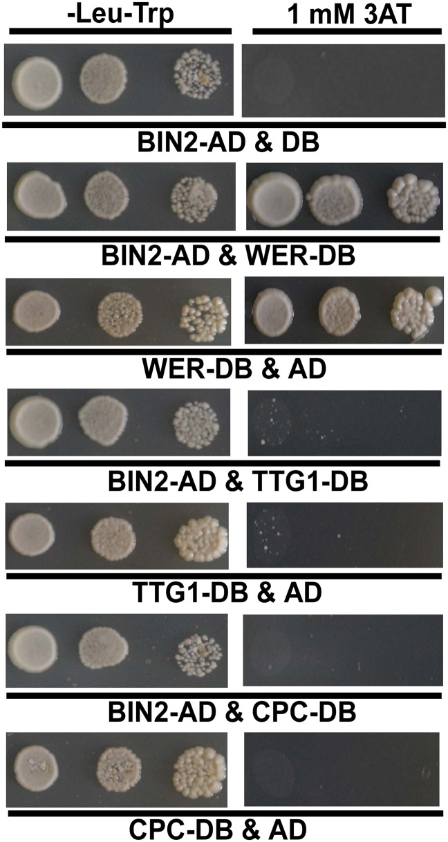 Figure 4—figure supplement 1.