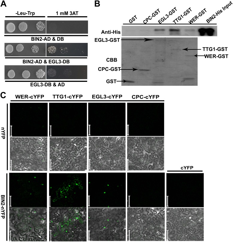 Figure 4.