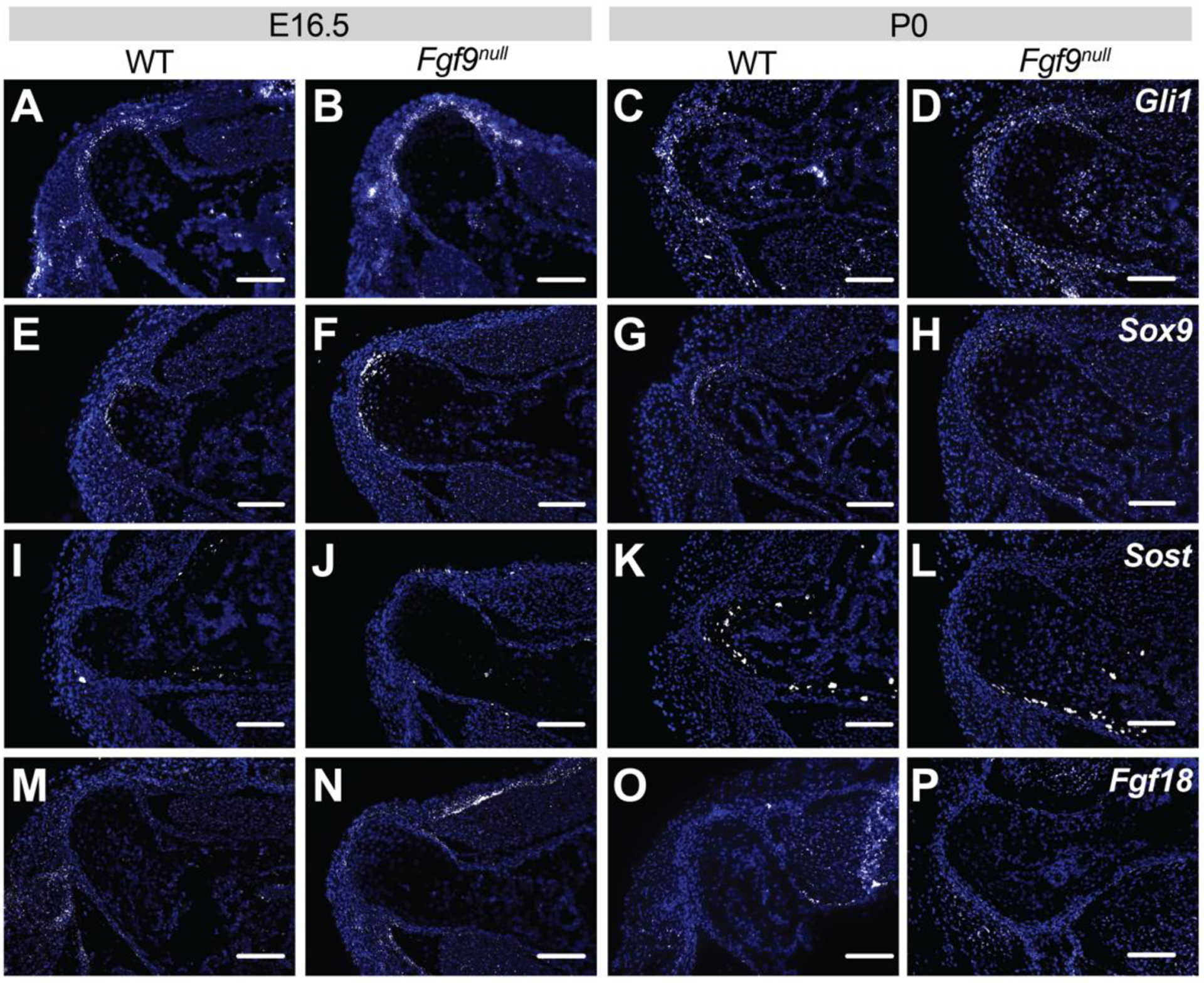 Figure 6: