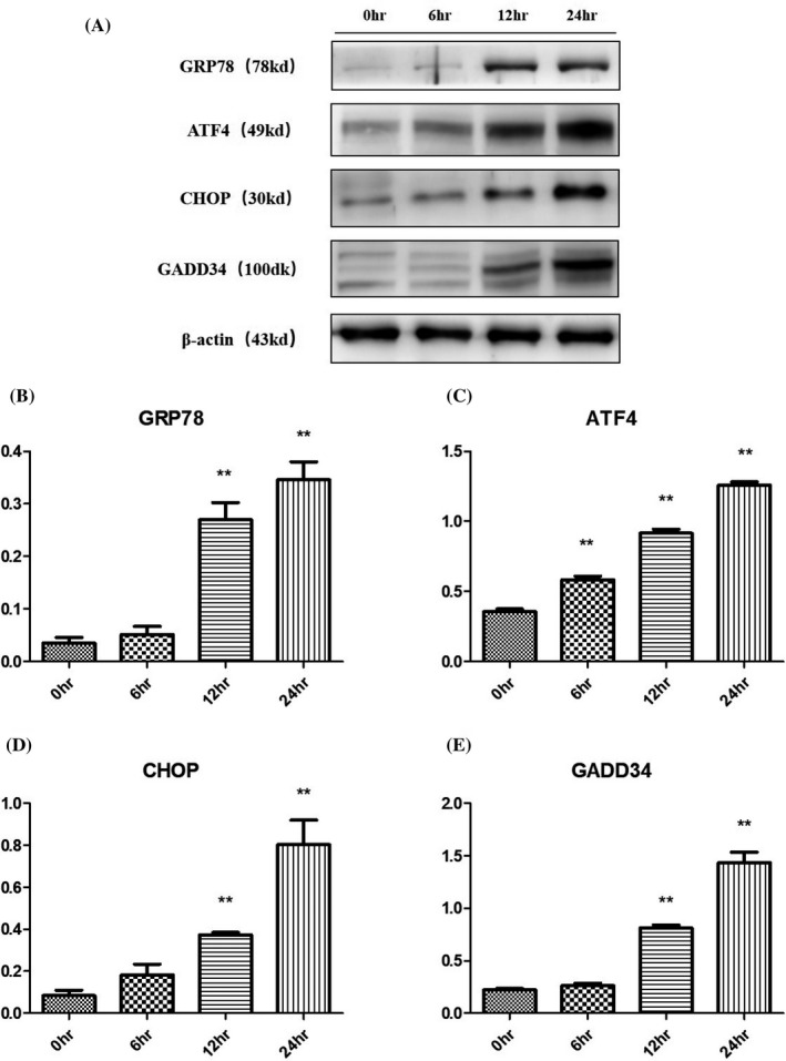 FIGURE 4