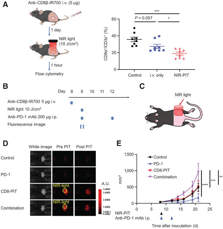 Figure 2. CD8β-targeted NIR-PIT combined with anti–PD-1 caused tumor progression in MC38 tumors. A, Anti–CD8β-IR700 was administered through the tail vein (i.v. injection), and NIR light irradiation was performed the following day. CD8α+/CD3ε+ ratios of tumor-infiltrating T cells were analyzed one hour after the NIR light irradiation via flow cytometry (n = 6–7 per group; *, P < 0.05; one-way ANOVA followed by the Tukey's test). B and C, CD8β-targeted NIR-PIT combined with anti–PD-1. D, In vivo IR700 fluorescence imaging of tumor-bearing mice before and after NIR-PIT. The yellow circles indicate the irradiated areas. E, Tumor growth curves (n = 10 per group; ****, P < 0.00001; ***, P < 0.0001; **, P < 0.001; two-way ANOVA followed by the Tukey's test). Each value represents means ± SEM of independent samples.