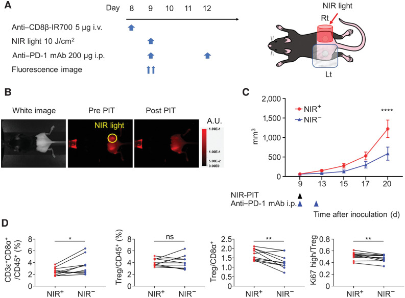 Figure 6. CD8β-targeted NIR-PIT combined with anti–PD-1 in a bilateral tumor model. A, CD8β-targeted NIR-PIT combined with anti–PD-1. MC38 tumors were established in both flanks, NIR-light was administered to the right-flank tumor only. Left-flank tumors were shielded with aluminum foil. B, In vivo IR700 fluorescence imaging of tumor-bearing mice before and after the NIR-PIT. These pictures are representative of the 10 tumors in each group. The yellow circle indicates the NIR light-irradiated area. C, Tumor growth curves (n = 10 per group; ****, P < 0.00001; two-way ANOVA followed by the Sidak test). D, The NIR+ tumors and NIR– tumors were harvested on day 13. CD3ε+CD8α+/CD45+, Treg/CD45+, Treg/CD3ε+CD8α+, and Ki67high/Treg ratios were analyzed via flow cytometry. (n = 10 per group; **, P < 0.001; *, P < 0.05; ns, not significant; paired t test). Each value represents means ± SEM of independent experiments.