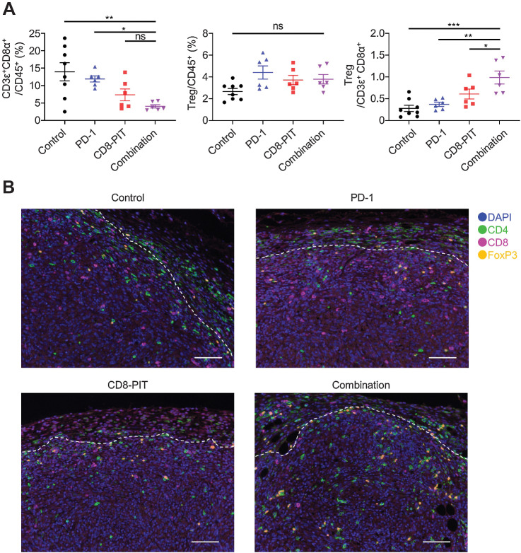 Figure 4. Effects of CD8β-targeted NIR-PIT and anti–PD-1 on T cells in mice. A, MC38 tumors treated with CD8β-targeted NIR-PIT with and without anti–PD-1 and controls were harvested on day 13 (4 days after the NIR light irradiation). CD3ε+CD8α+/CD45+, Treg/CD45+ and Treg/CD3ε+CD8α+ ratios were determined via flow cytometry (n = 6–8 per group; ***, P < 0.0001; **, P < 0.001; *, P < 0.05; ns, not significant; vs. combination; one-way ANOVA followed by the Dunnett's test). Each value represents means ± SEM of independent experiments. B, MOC2-luc tumors treated with CD8β-targeted NIR-PIT with and without anti–PD-1 and controls were harvested on day 13 (5 days after the NIR light irradiation). Five or more pictures were taken for each tumor and representative composite images of CD8, CD4, FoxP3, and DAPI staining are shown. White dashed line represents tumor border (×200; scale bar, 100 μm).