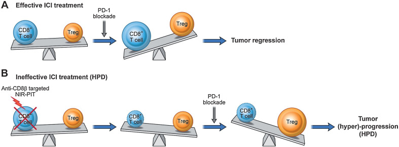 Figure 7. A proposed model showing how CD8β-targeted NIR-PIT combined with anti–PD-1 could induce tumor progression. The imbalance between CD8 T+ cells and Tregs could be a reason for HPD after PD-1 blockade therapy.