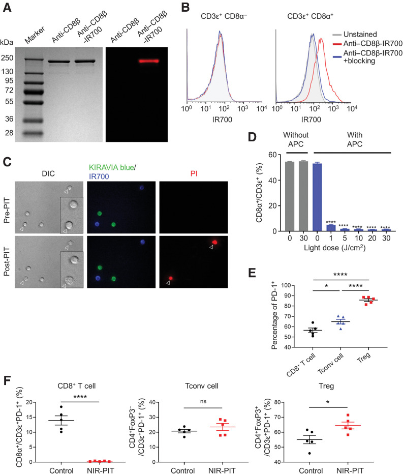 Figure 1. Conjugation of IR700 to anti-CD8β and evaluation of ex vivo NIR-PIT. A, Evaluation of anti-CD8β–IR700 by SDS-PAGE (left, Colloidal Blue staining; right, 700-nm fluorescence). The same amount of nonlabeled anti-CD8β was used as a control. B, The binding of anti–CD8β-IR700 to lymph node cells was analyzed by flow cytometry. CD3ε+CD8α+ cells showed enhanced IR700 fluorescence signal after incubation with anti–CD8β-IR700. CD8β-blocking antibody was added to some wells to validate CD8β-specific staining. C, Fluorescence microscopy was performed before and after CD8β-targeted NIR-PIT. Anti–CD8β-IR700, anti-CD4 KIRAVIA blue, and PI are shown in blue, green, and red, respectively. After NIR-light irradiation, anti–CD8β-IR700 bound T cells showed swelling and stained positive for PI (indicated by open arrowhead). A representative example from three independent experiments is shown. D, Ex vivo NIR-PIT. T cells were incubated with anti–CD8β-IR700 and irradiated with NIR light in various doses (n = 4 per group; ****, P < 0.00001; vs. untreated control; one-way ANOVA followed by the Dunnett's test). Each value represents means ± SEM. E, Lymphocytes in MC38 tumors were analyzed by flow cytometry. PD-1 positivity in CD8+ T cells, CD4+ Tconv, and Tregs is depicted (n = 5 per group; *, P < 0.05; ****, P < 0.00001; one-way ANOVA followed by the Tukey's test). F, Ex vivo NIR-PIT in MC38 tumors. The percentage of each lymphocyte subtype among PD-1+ T cells was determined by flow cytometry (n = 5 per group; *, P < 0.05; ****, P < 0.00001; ns, not significant; unpaired t test). Each dot represents an individual sample (tumor), means ± SEM are also shown.