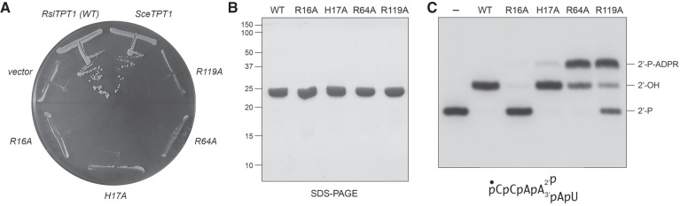 FIGURE 5.