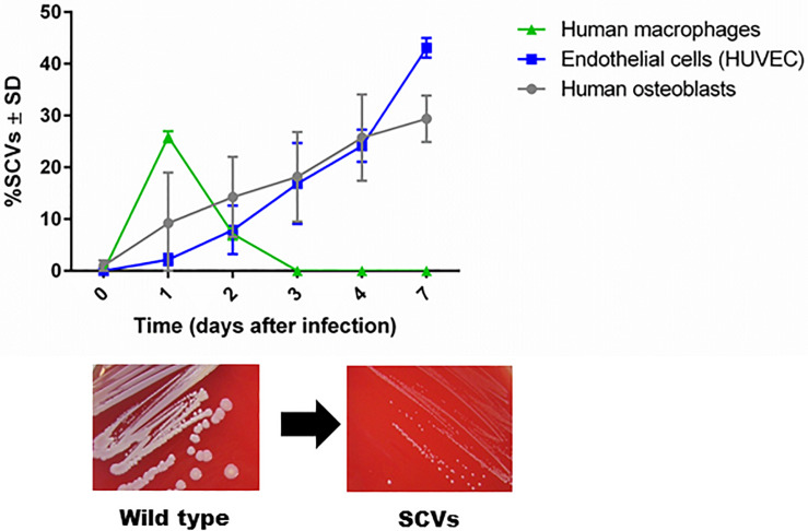 FIGURE 1