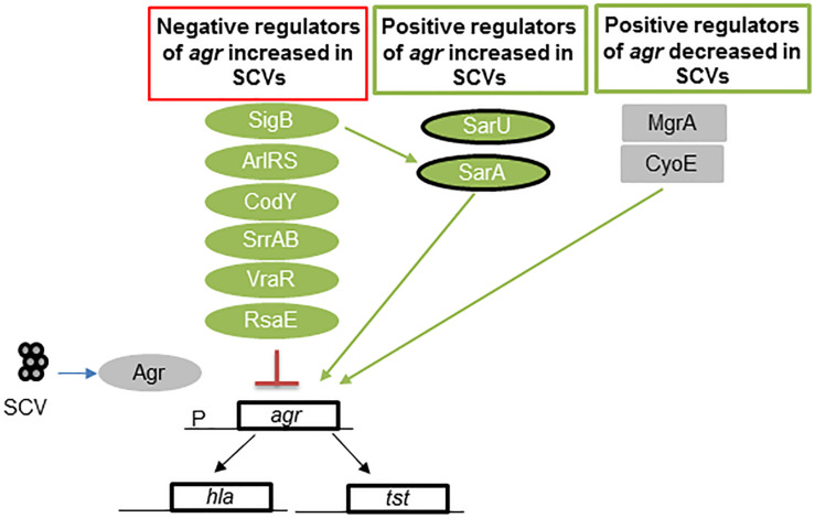 FIGURE 3