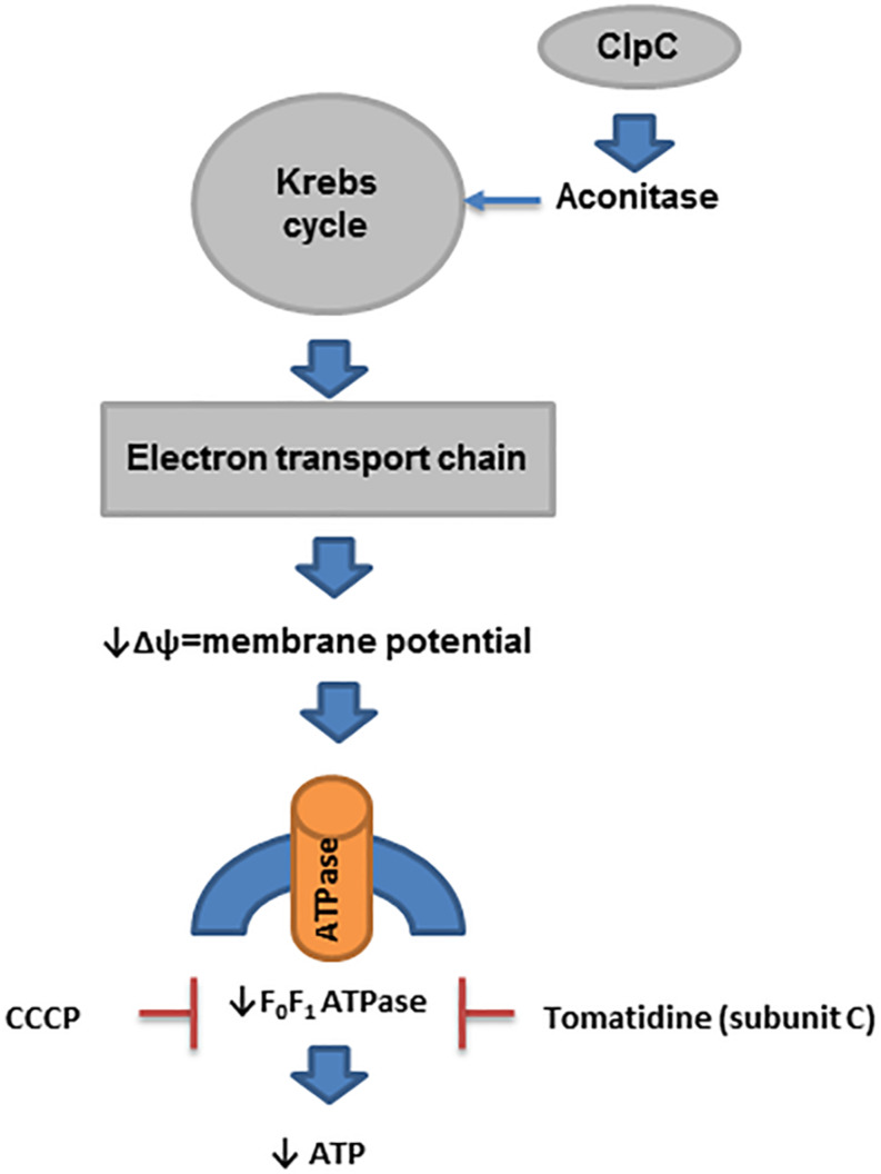 FIGURE 4