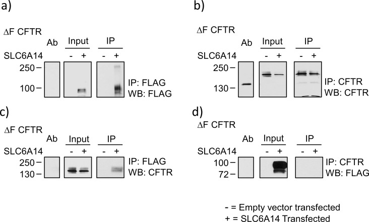 Figure 5—figure supplement 4.