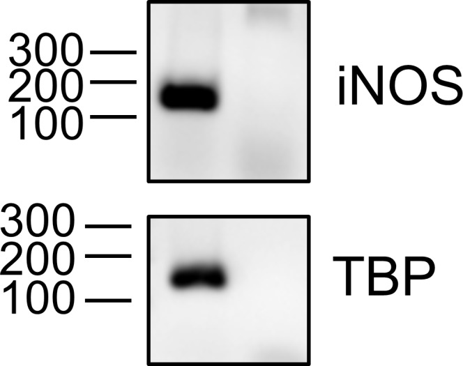 Figure 6—figure supplement 1.