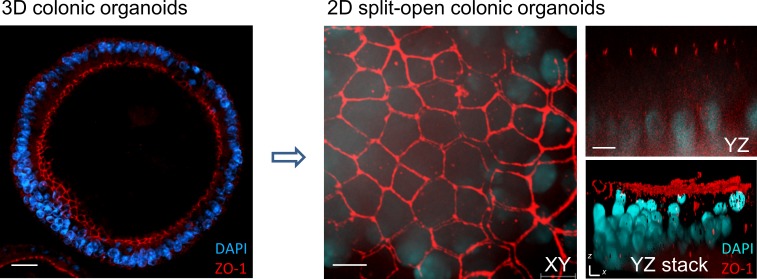 Figure 5—figure supplement 2.