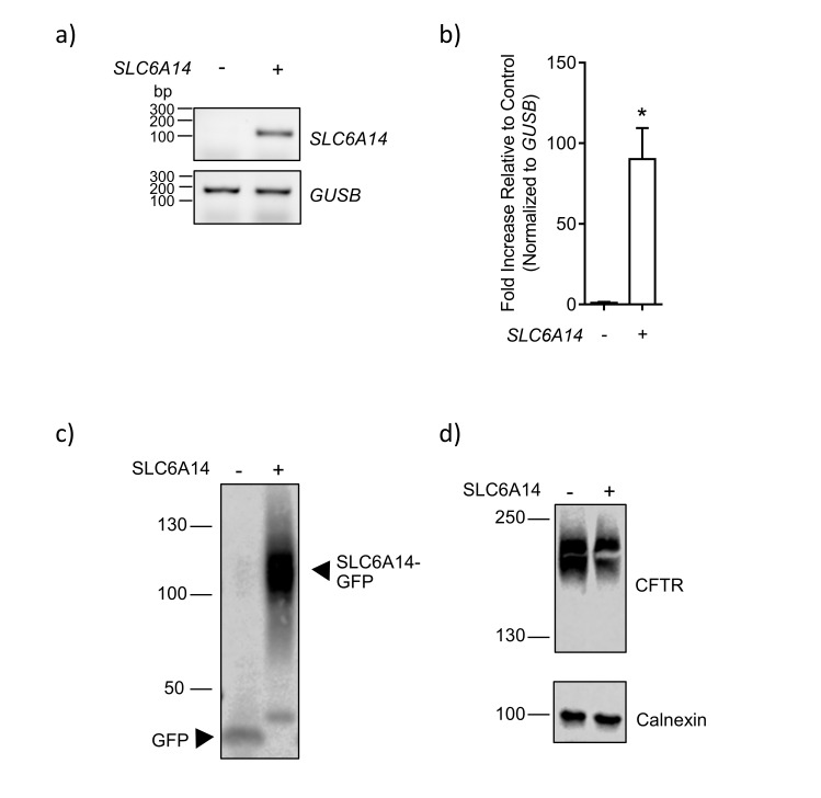 Figure 7—figure supplement 1.