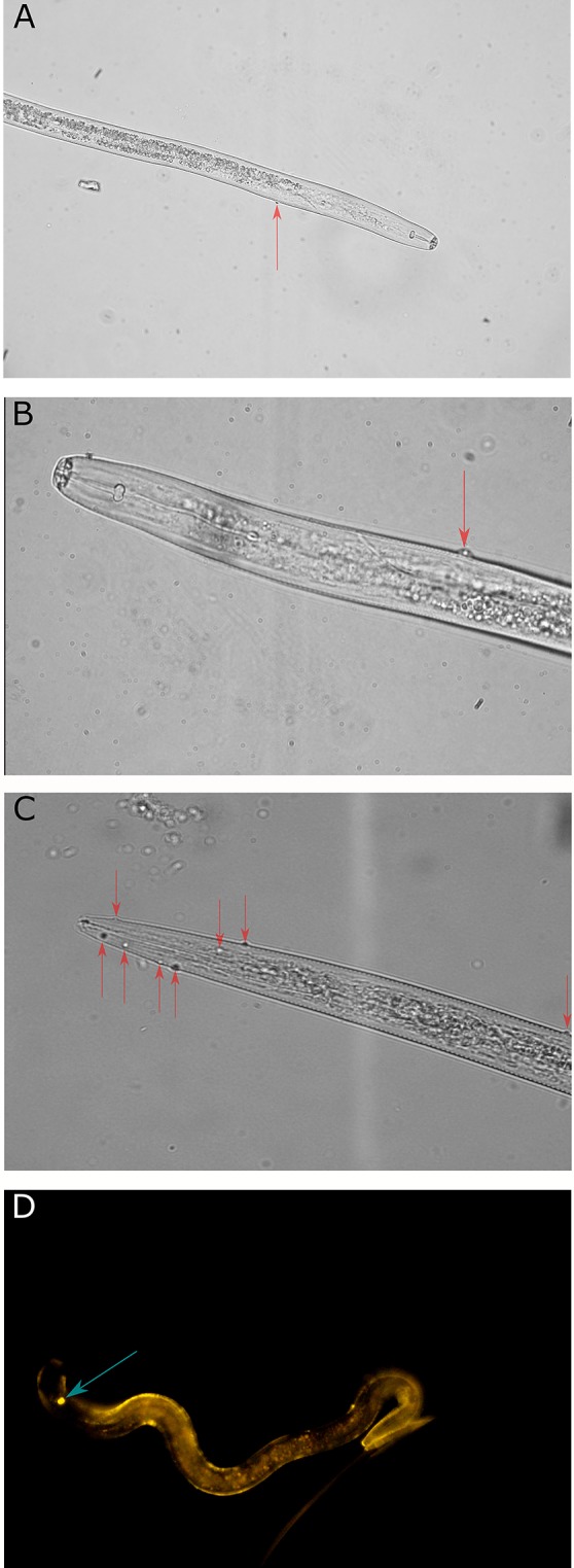 Figure 6