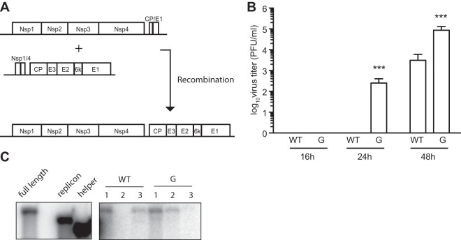 FIG 5