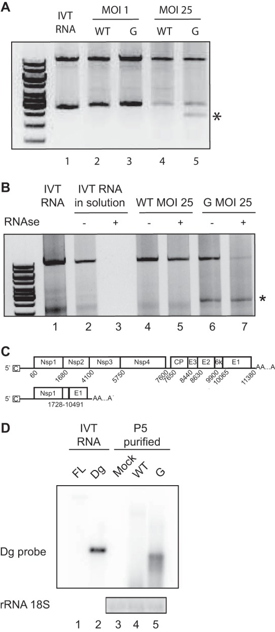 FIG 2