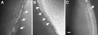 FIG. 8