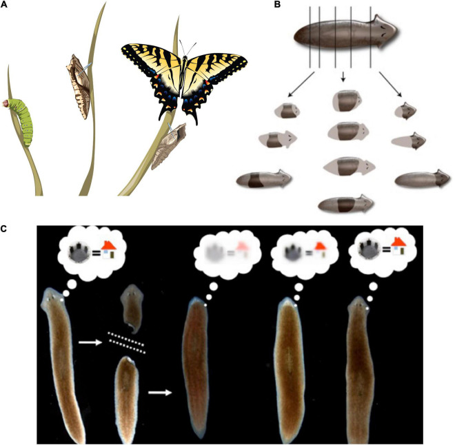 FIGURE 3