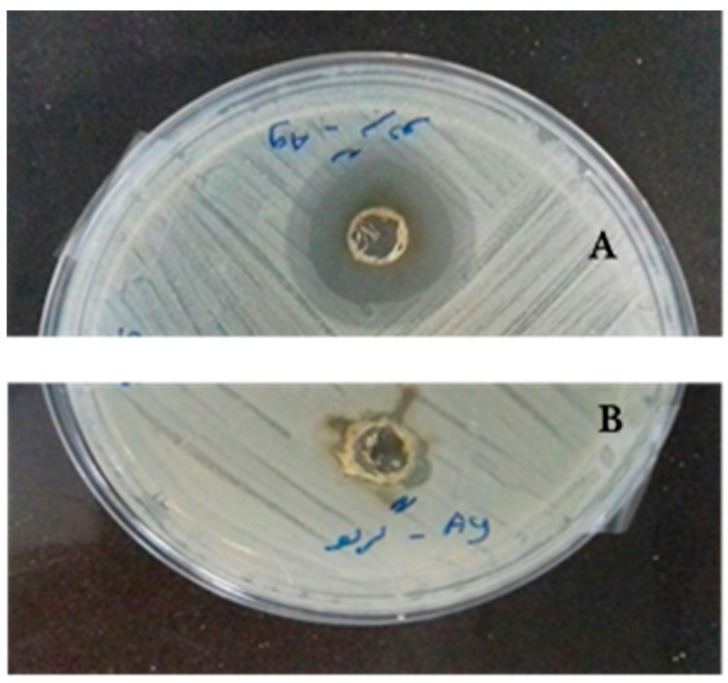 Figure 7