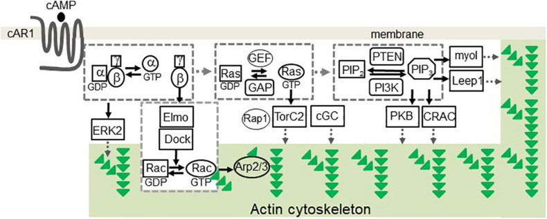 FIGURE 1