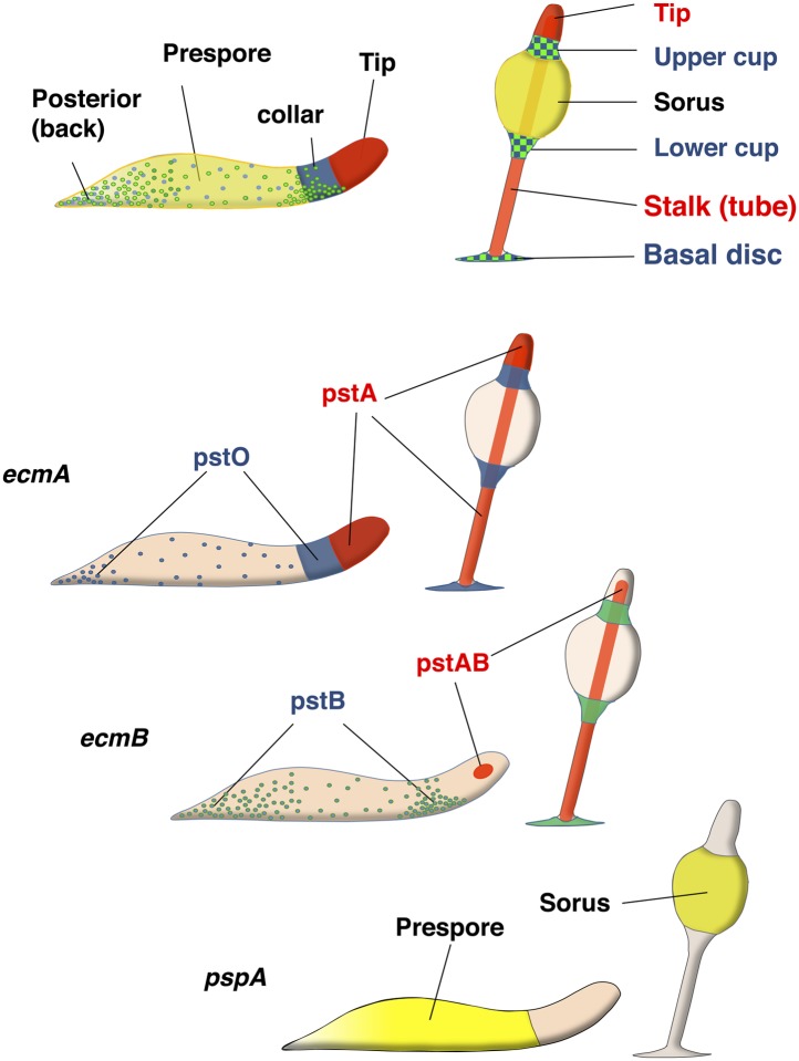 Figure 1—figure supplement 1.