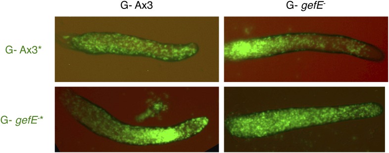 Figure 2—figure supplement 2.