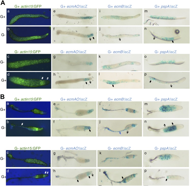 Figure 1—figure supplement 2.