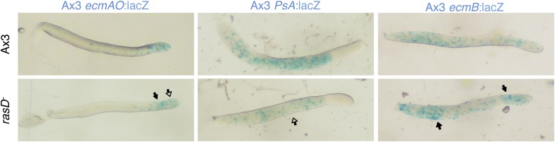 Figure 6—figure supplement 1.