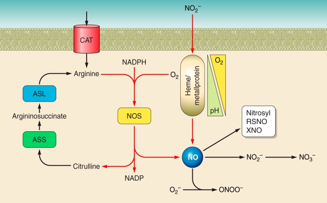 Fig. 1.