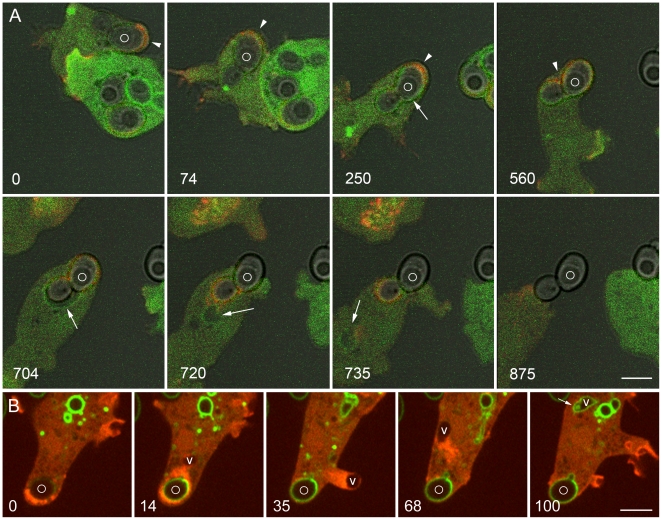 Figure 11