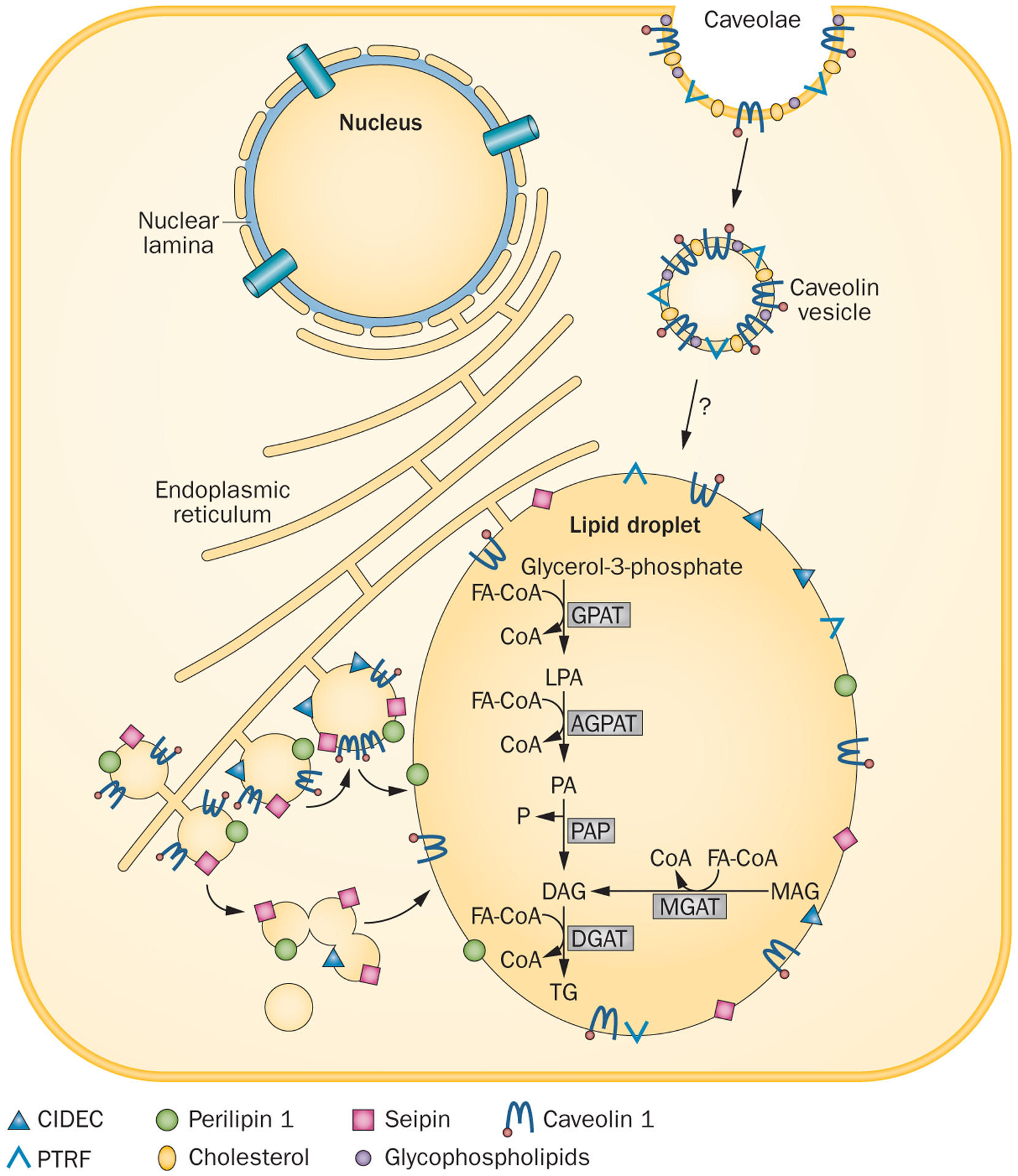 Figure 2 |