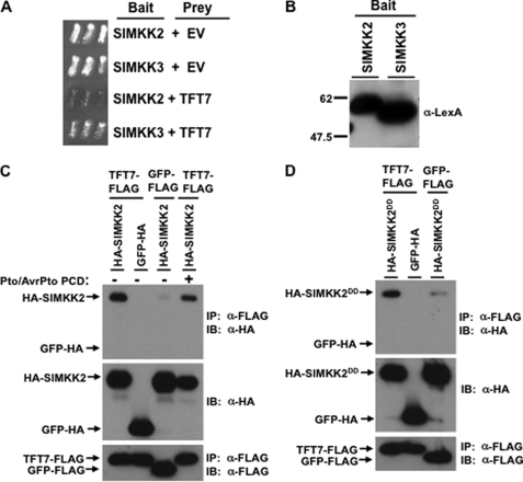 FIGURE 2.