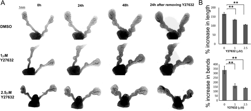 Fig. 11