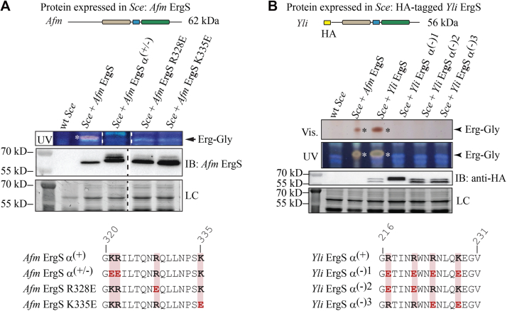 Figure 4