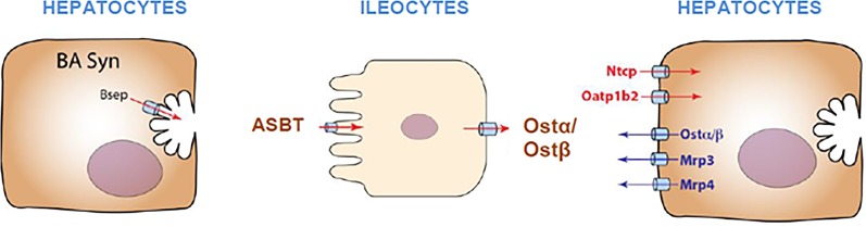 Fig. 19.