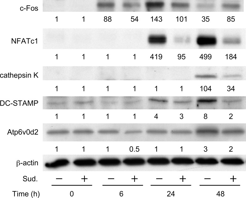 Fig 5