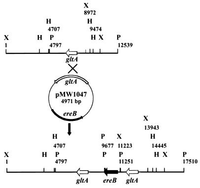 FIG. 1