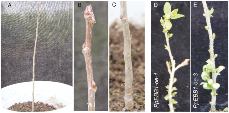 Fig. 3.