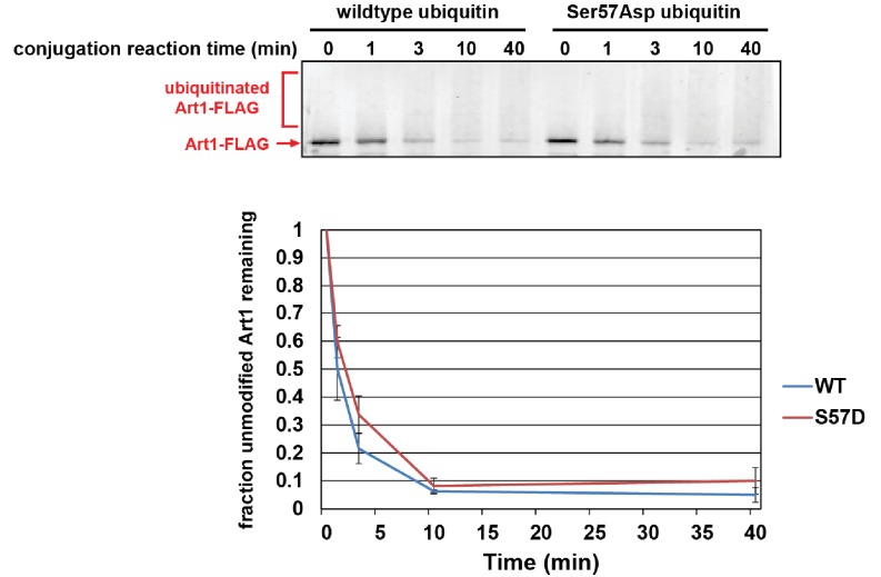 Figure 5—figure supplement 1.