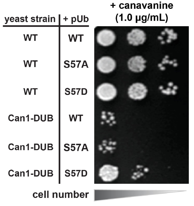 Figure 5—figure supplement 4.